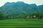 Reisfelder, Hochland, Vietnam