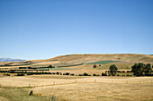 Fields in newzealand, landscape New Zealand