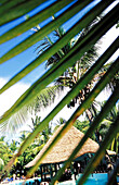 Palm tree in resort, landscape palmtree