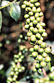 Coffee plant, nature coffee plant