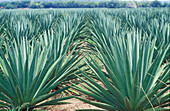 Sisal field, nature sisal plant