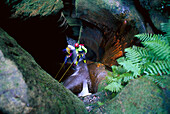 Canyoning, Claustral Canyon, Blue Mountains, New South Wales Australia