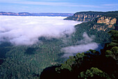 Mist in Valley, Blue Mountains, New South Wales Australia