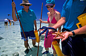 Reef walk, Heron Island, Great Barrier Reef Queensland, Australia