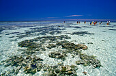 Reef walk, Heron Island, Great Barrier Reef Queensland, Australia