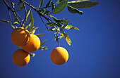 Orangen an einem Orangenbaum, Marrakesch, Marokko, Afrika