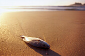 Stranded fish lying on the wet sand, Ilha Grande, Costa Verde, Brazil