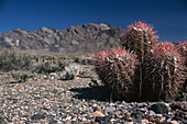 Cactus, Death Valley, California, USA