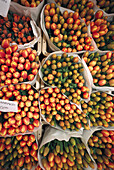 Tulpen am Blumenmarkt, Platz Muntplein, Amsterdam, Niederlande