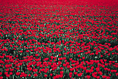 Red field of tulips, Callantsoog, North Holland Netherlands
