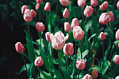 Pink tulips, Keukenhof, Lisse, Netherlands