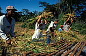 Children harvesting Rice, Goijas, Brazil, South America