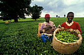 Zwei Leute bei der Ernte, Teepflücker, Limuru in der Nähe von Nairobi, Kenya, Afrika