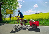 Biker with dog in trailer beside rape field, from Kappeln to Suederbrarup, Schleswig-Holstein, Germany