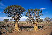 Quivertrees, near Kenhardt, South Africa