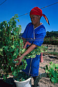 Afrikanische Frau bei der Weinlese, Paarl, Westkap, Südafrika, Afrika