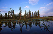 Okefenokee Swamp, Georgia, USA