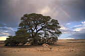 Impala, Antelope, Kalahari Gemsbok Park, South Africa