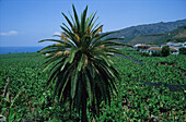 Bananenplantagen, Tazacorte, La Palma Kanaren, Spanien