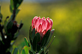 Protea, South Africa