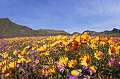 Flower meadow in the sunlight in spring, Namaqualand, South Africa, Africa
