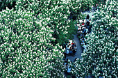 Biergarten Chinesischer Turm, Englischer Garten Muenchen