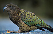 Nationalvogel Kea, Neuseeland