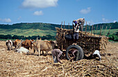 Zuckerrohrernte, Provinz Barahona, Dominikanische Republik, Karibik
