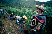 Traditionelle Weinernte, Vale de Mendiz Douro-Tal, Portugal