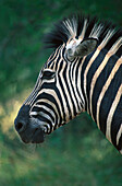 Zebra, Hluhluwe Umfolozi NP, Umfolozi River Suedafrika
