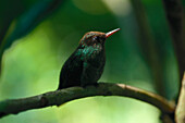 Kolibri, Jamaika, Karibik