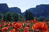 Klatschmohnwiese, Provence Frankreich