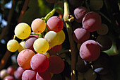 Red grapes, Tessin Switzerland