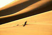 Wüstenlandschaft und Sanddünen mit Dünengras, Namib Wüste, Sossusvlei, Namibia, Afrika