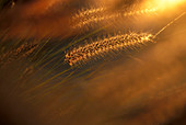 Grass in back light, Namibia, Africa