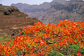 Landscape with blooming bush, Paul, Santo Antao, Cape Verde, Africa