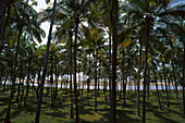 Palmenwald, Arambol Beach, Goa, Indien
