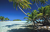 Kokospalmen auf der Insel Motu unter blauem Himmel, Tuamotu, Französisch Polynesien, Südpazifik, Ozeanien