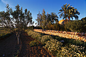 Finca Es Figueral, Agrotourismo, bei Campos, Mallorca Balearen, Spanien