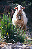 Freilaufendes Schaf, Tramuntana, Mallorca Balearen, Spanien