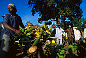 Banana Transport, Zansibar, Tanzania