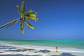 Idyllic palm beach under blue sky, Zanzibar, Tanzania, Africa