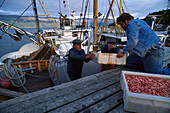 Fischer mit Krabben auf einem Fischerboot, Lyngseidet, Lyngenfjord, Troms, Norwegen, Europa