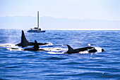 Orca Whales in the sea off shore, Harro Strait, San Juan Island, Washington, USA, America