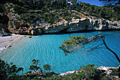Blick in Bucht Cala S´Amonia-Pinien, suedl. Santany, Ostkueste, Mallorca Balearen, Spanien, Europa