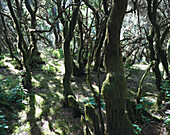 Wandern durch Lorbeerwald, El Hierro, Kanaren, Spanien