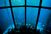 Monterey, Aquarium, Kalifornien, USA, STÜRTZ-CAL