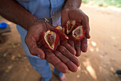 Früchte, Sansibar, Tansania