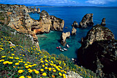 Flowers at the steep coast of Ponta da Piedade in the sunlight, Algarve, Portugal, Europe