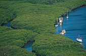 Endeavour River, Mangroven, Cooktown, Cape York Peninsula Queensland, Australien